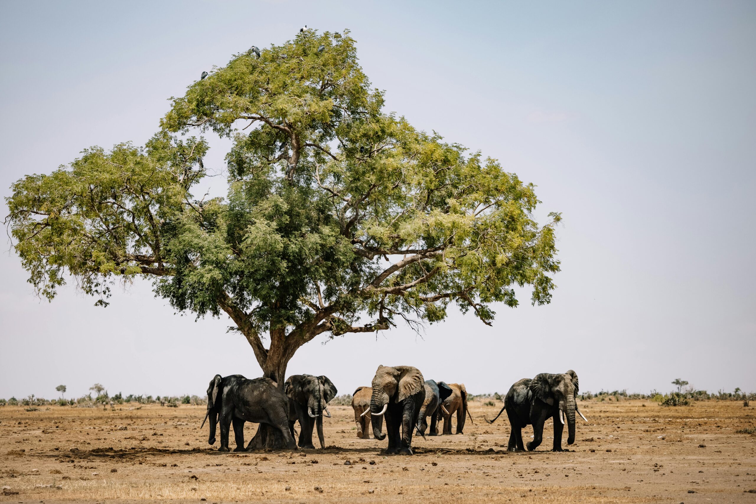 A herd of African elephants standing under a large tree in the wild, showcasing nature at its best.